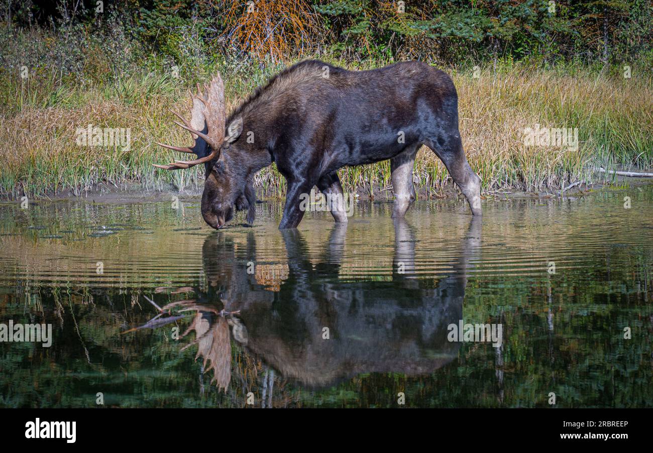 Bull Moose trinkt aus dem Fluss mit Reflexion | Snake River in Schwabacher Landing, Grand Teton National Park, Wyoming, USA Stockfoto