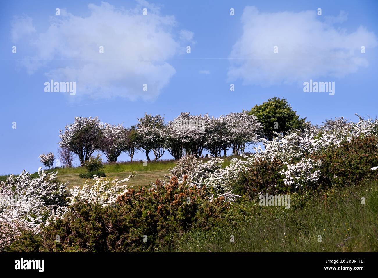 Hawthorn Trees im Malling Down Naturschutzgebiet im Frühling, East Sussex, England Stockfoto