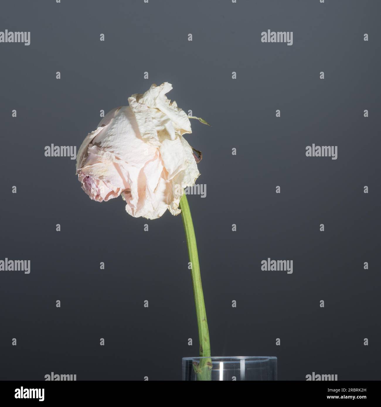 Einzelne zarte, verwelkte Rosa-Rosa-Rose mit langem Stiel in einer transparenten, zylindrischen Glasvase, eine Konzeptidee für Volatilität und Verderblichkeit Stockfoto