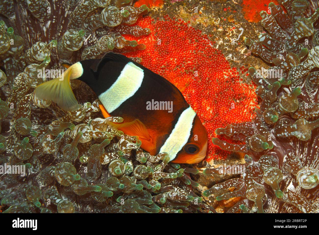 Clarks Anemonefisch, Amphiprion Clarkii. Fische bewachen rote Eier. In Bubble-tip Sea Anemone Entacmaea quadricolor. Tulamben, Bali, Indonesien. Bali-Meer, Stockfoto