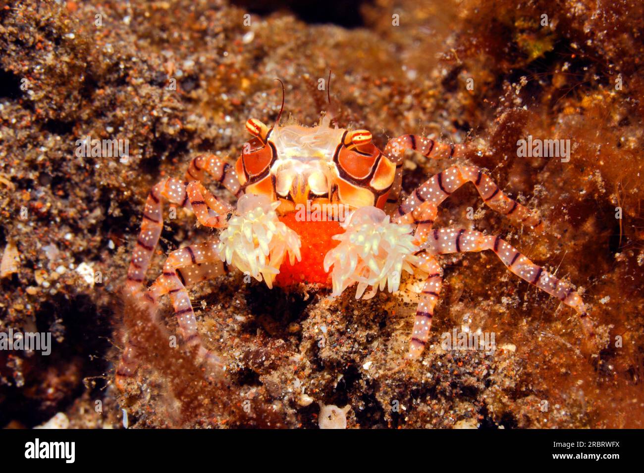 Boxer-Krabbe oder Pom-Pom-Krabbe, Lybia tessellata, mit roten Eiern, mit einer Anemone, Triactis sp in seiner Kralle. Weibliche Krabbe mit roten Eiern. Tulamben, Bali, in Stockfoto