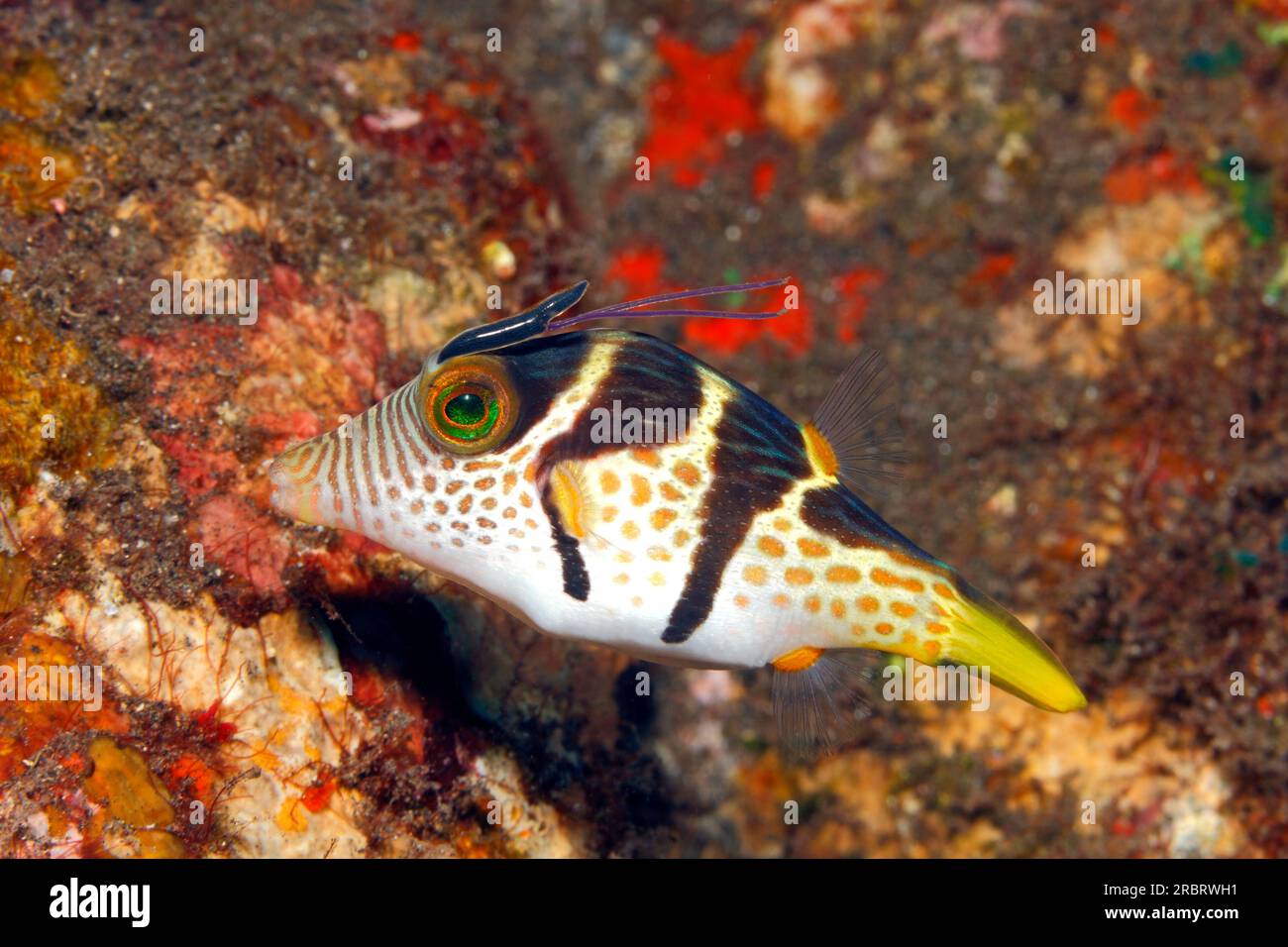 Valentine's Pufferfish oder Valentine's Puffer, Canthigaster valentini, mit Copepoden Parasit und Eiersack über dem Auge. Möglicherweise Lernaeopodidae sp. Auch k Stockfoto