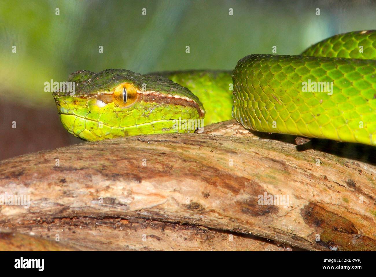 Bornean Keeled Pit Viper, Tropidolaemus subannulatus. Das ist eine giftige Schlange, mit Wärmesensoren an den Seiten des Kopfes. Auch bekannt als Norden Stockfoto