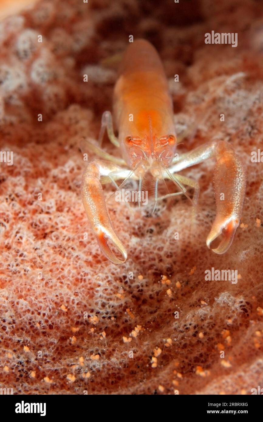 Kommensale Schaumgarnelen, Thaumastocaris Streptopus. Auch bekannt als Barrel Sponge Shrimp, Carid Shrimp, Commensal Shrimp, Sponge Shrimp, Streptopus Shrimp Stockfoto