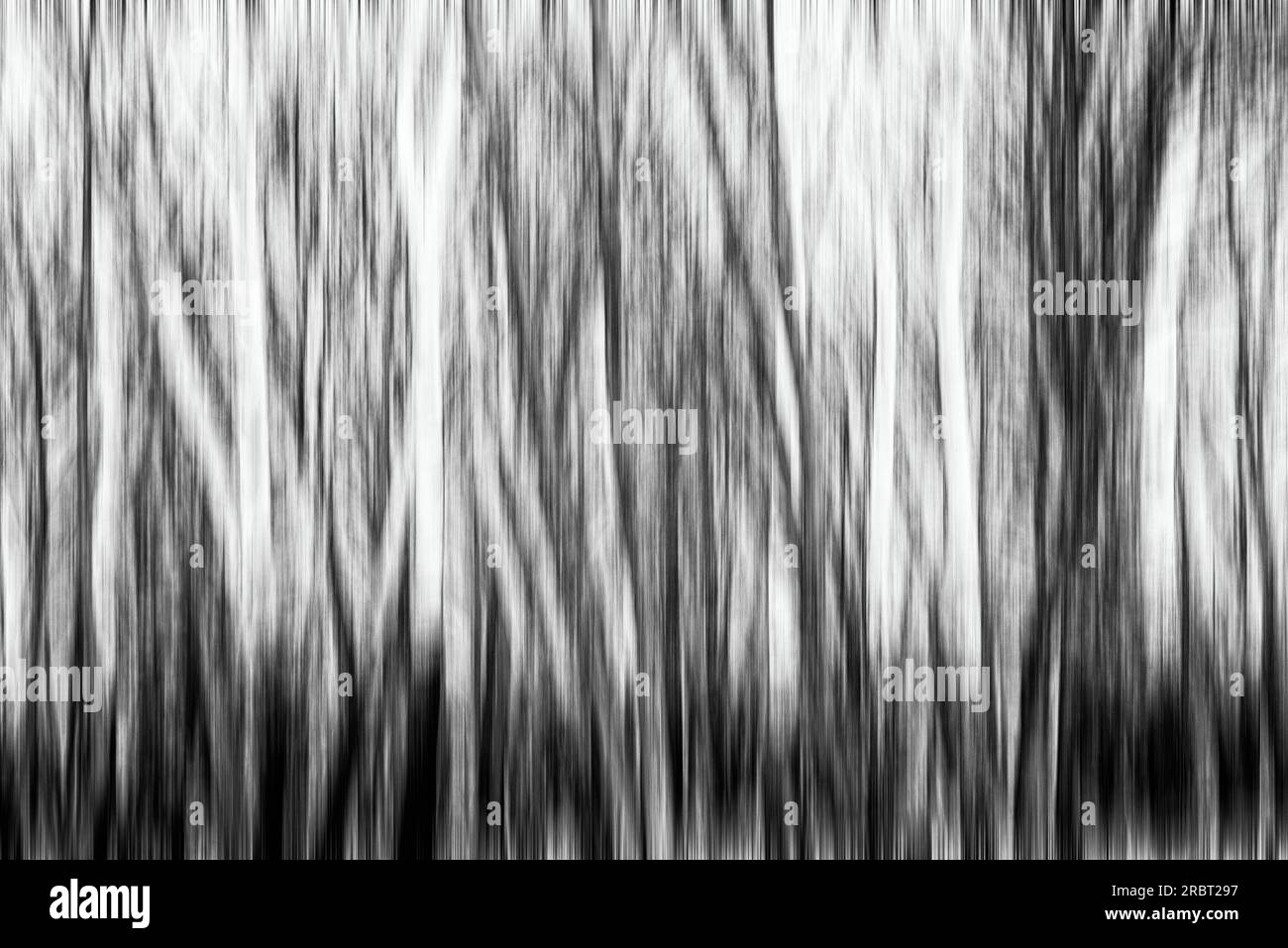 Natürliche Wald mit schwarzen und weißen Birke Bäume ohne Blätter im Winter. Schwarz und Weiß Stockfoto