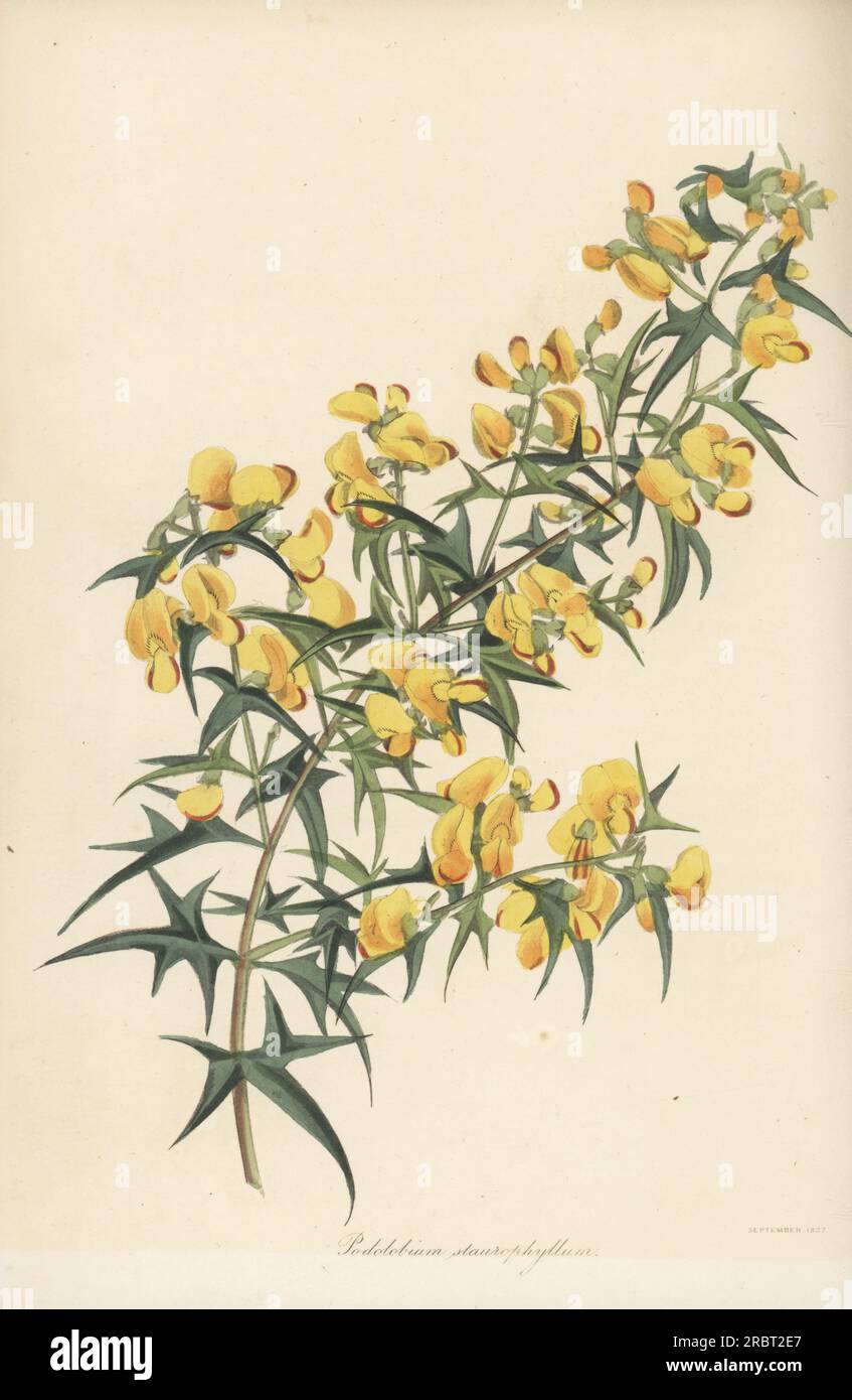 Stachelerbse, Podolobium ilicifolium. Stammt aus New Holland (Australien) und wurde 1822 eingeführt. Kreuzblättriges Podolobium, Podolobium staurophyllum. Handfarbene Gravur aus Joseph Paxton's Magazine of Botany und Register of Flowering Plants, Band 4, Orr and Smith, London, 1837. Stockfoto