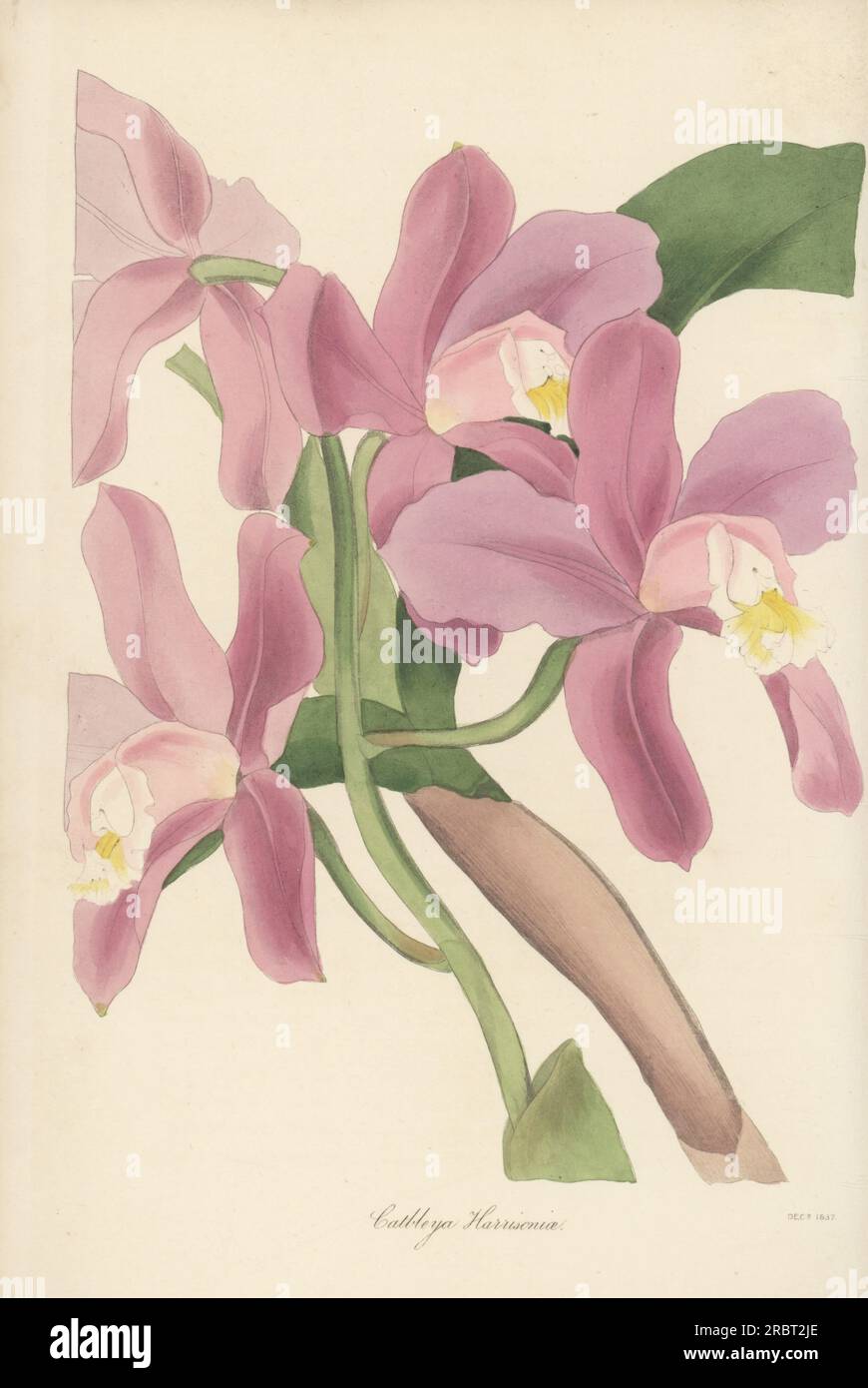 Harrisons Cattleya Orchidee, Cattleya harrisoniana. Benannt nach Orchideensammler Mrs. Arnold Harrison aus Aigburth, Liverpool. Mrs. Harrisons Cattleya, Cattleya harrisoniae. Handfarbene Gravur aus Joseph Paxton's Magazine of Botany und Register of Flowering Plants, Band 4, Orr and Smith, London, 1837. Stockfoto