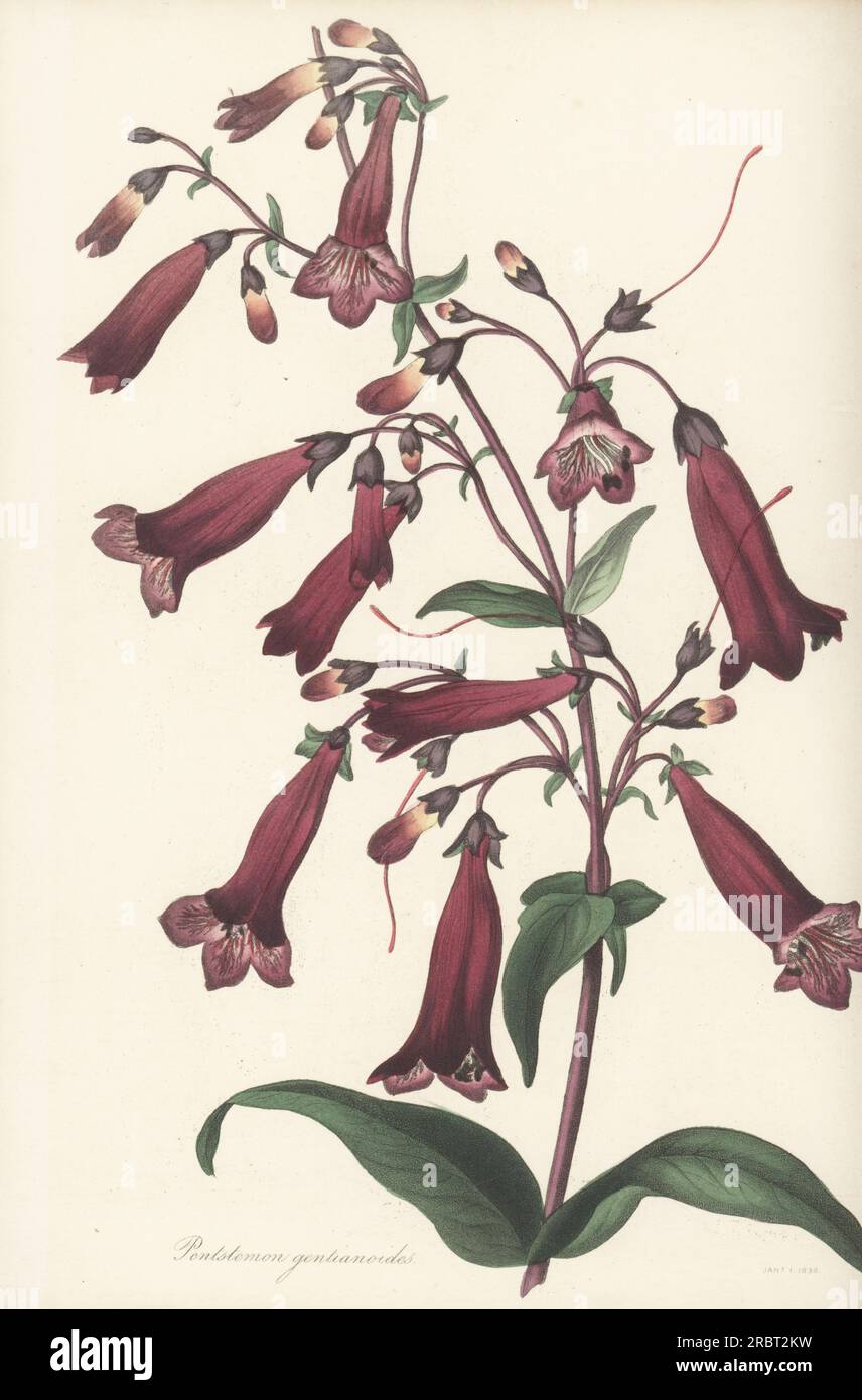 Beardtongue, Penstemon gentianoides. Importiert aus Europa von Kindergärtner Young bei Epsom im Jahr 1837. Enzian-ähnlicher Pentstemon, Pentstemon gentianoides. Handfarbene Gravur aus Joseph Paxton's Magazine of Botany und Register of Flowering Plants, Band 4, Orr and Smith, London, 1837. Stockfoto