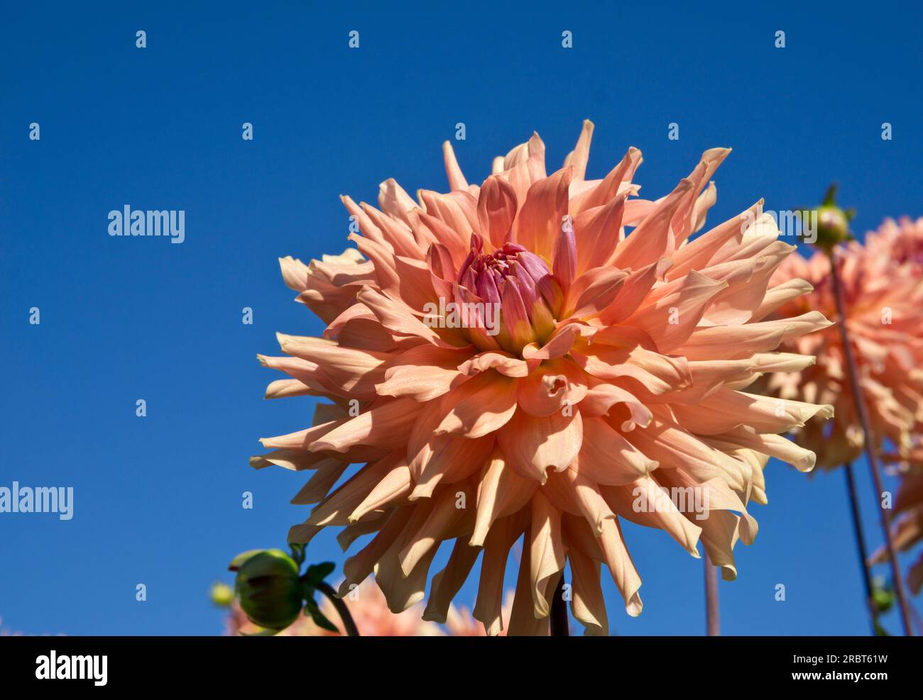 Wunderschöne große pfirsichfarbene Dahlien am blauen Himmel. Stockfoto
