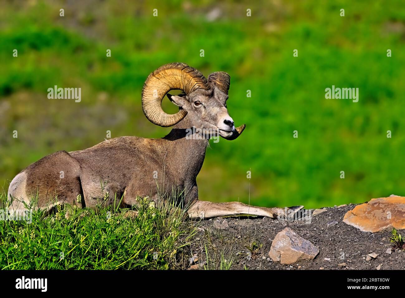 Ein reifes, männliches Dickhornschafe aus dem Rocky Mountain, Orvis canadensis, das im grünen Sommergras im ländlichen Alberta, Kanada, aufbrach Stockfoto