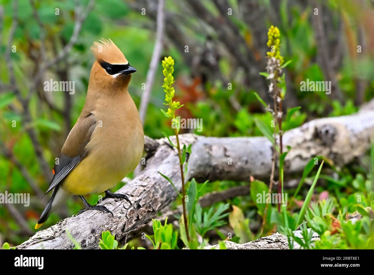 Ein Zedernwachs ' Bombycillia cedrorum', hoch oben auf einem toten Stock, während er auf dem Boden nach Beeren sucht. Stockfoto