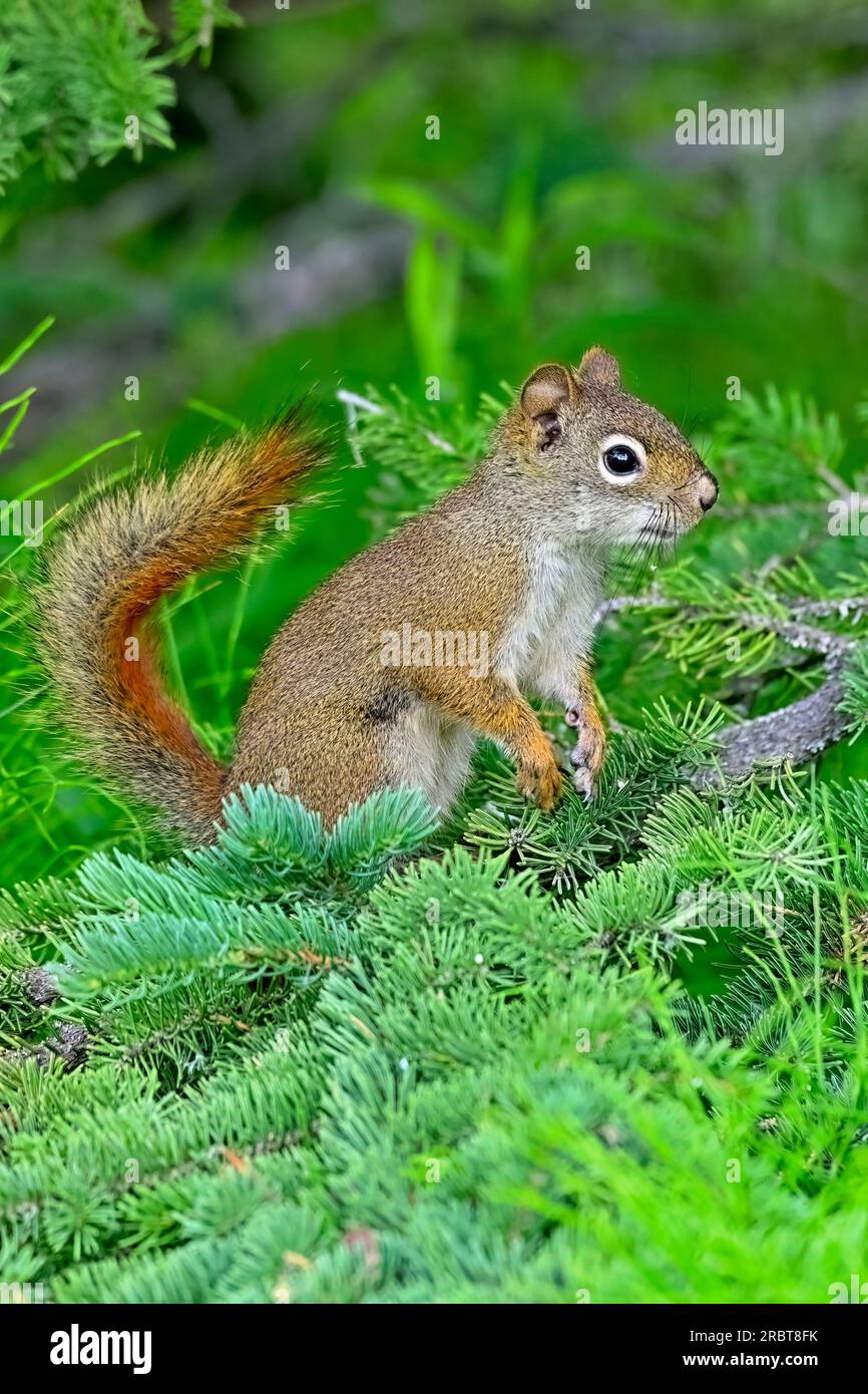 Ein junges rotes Eichhörnchen „Tamiasciurus hudsonicus“, das aufrecht auf einem Fichtenzweig steht, um einen besseren Blick auf seine Umgebung zu erhalten Stockfoto
