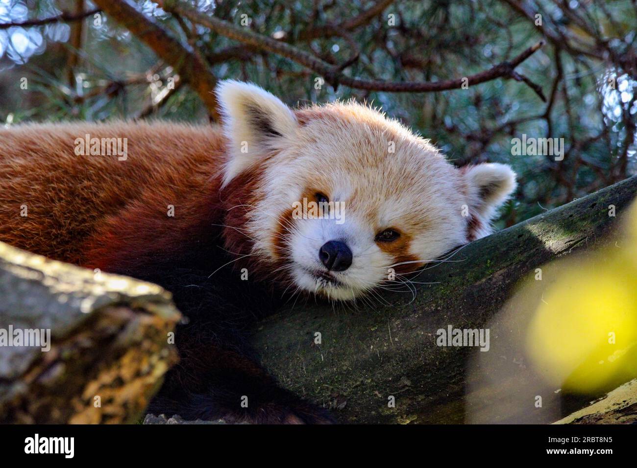 Roter Panda Stockfoto Roter Panda Stockfoto