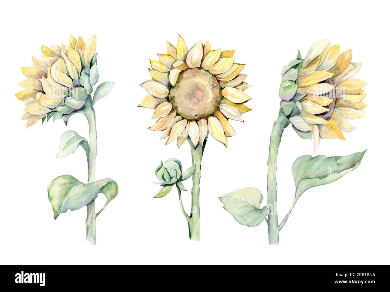 Wasserfarbenes, nahtloses Muster mit Sonnenblumen und Schmetterlingen. Handgezeichnete Illustration Stockfoto