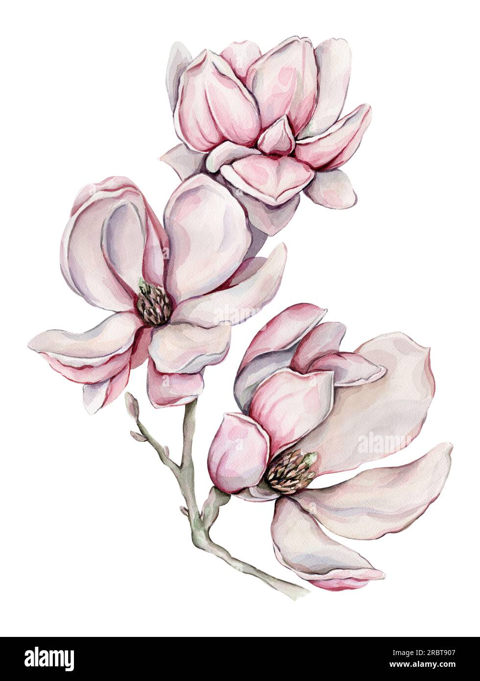Handgezeichnete Aquarelle mit Magnolie. Stockfoto