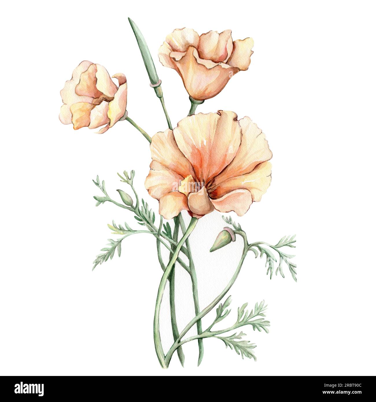 Aquarell California Mohn Illustration. Stockfoto