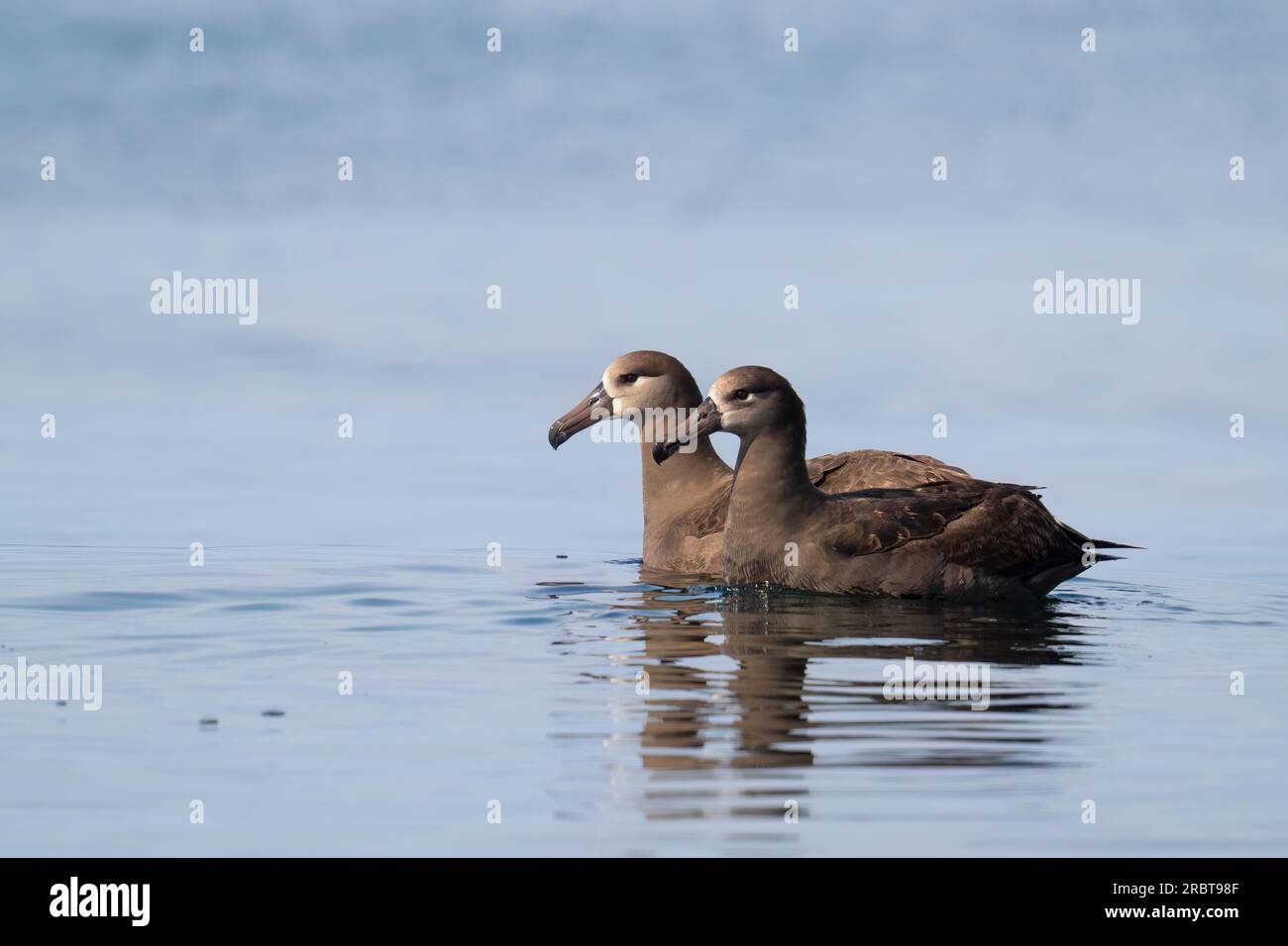 Ein Paar Schwarzfuß-Albatrosse schweben auf einem ruhigen Meer in der Nähe des Grays Canyon, 40 Meilen vor der Küste Washingtons. Stockfoto