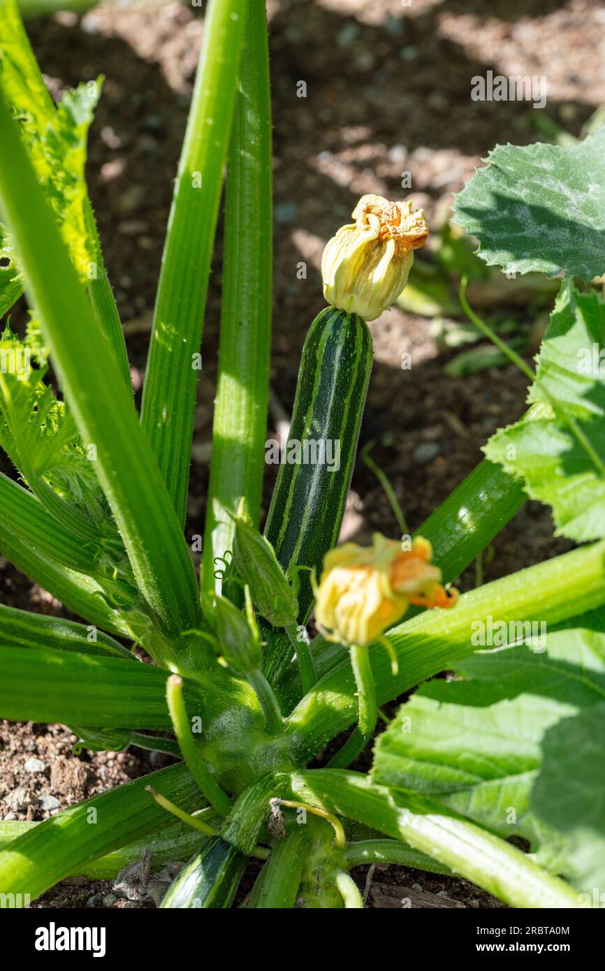 „Safari F1" Sommer-Squash, Sommarsquash ( Cucurbita Pepo) Stockfoto