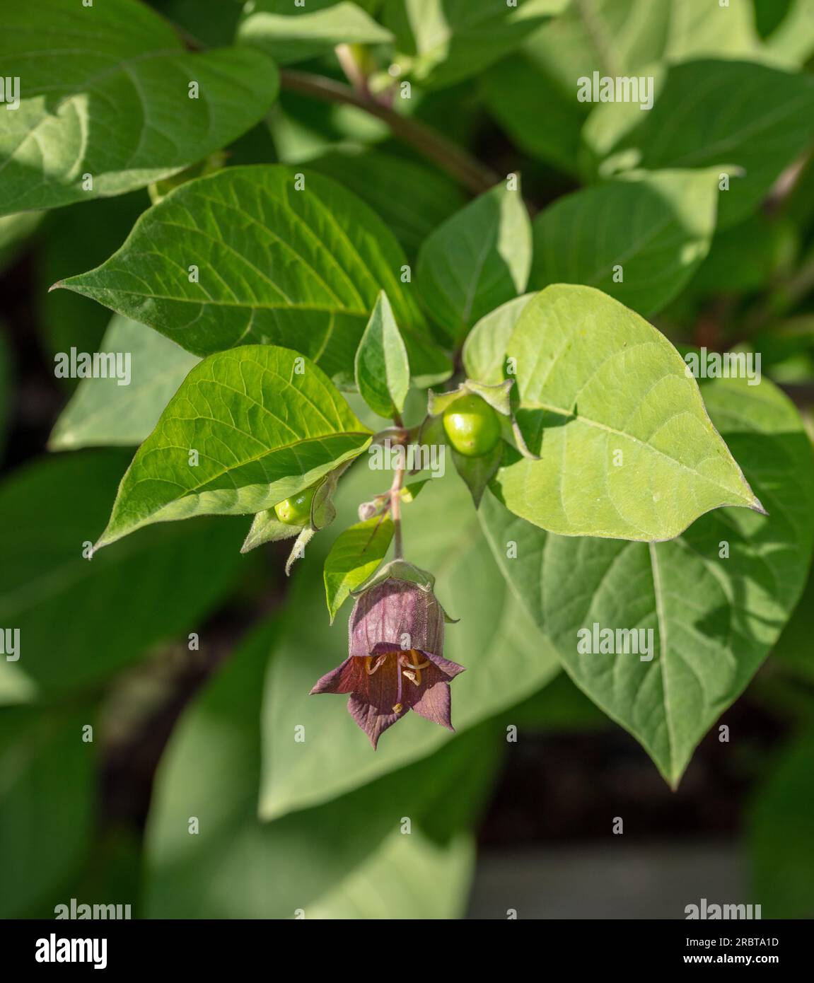Tödlicher Nachtschatten, Belladonna (Atropa belladonna) Stockfoto