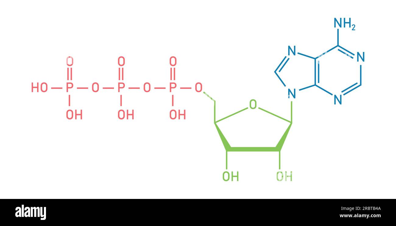 Chemische Struktur des Adenosintriphosphats (ATP) (C10H16N5O13P3) Adeninribose und drei Phosphatgruppen. Chemische Ressourcen für Lehrer und Stu Stock Vektor