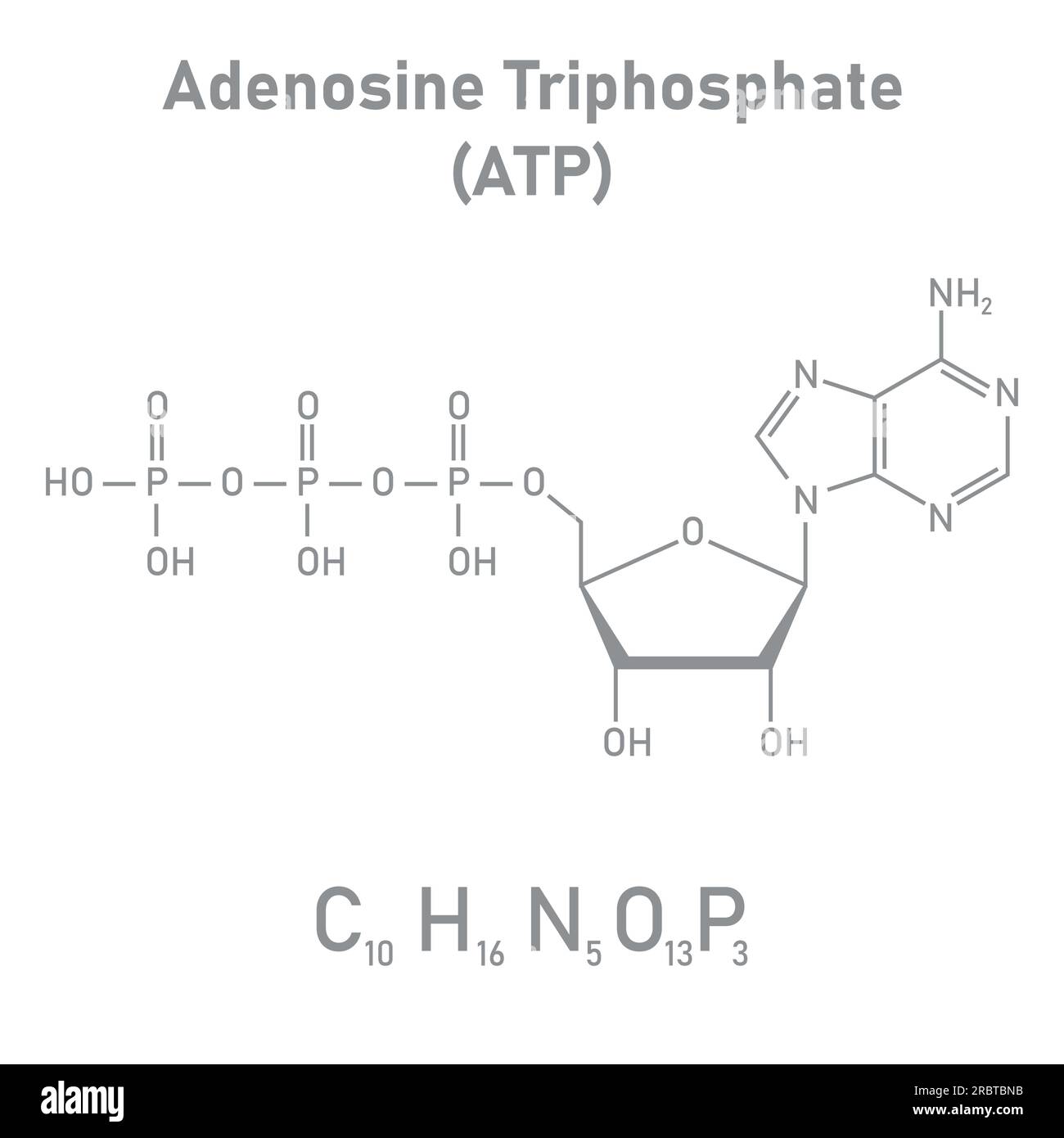 Chemische Struktur des Adenosintriphosphats (ATP) (C10H16N5O13P3) Adeninribose und drei Phosphatgruppen. Chemische Ressourcen für Lehrer und Stu Stock Vektor