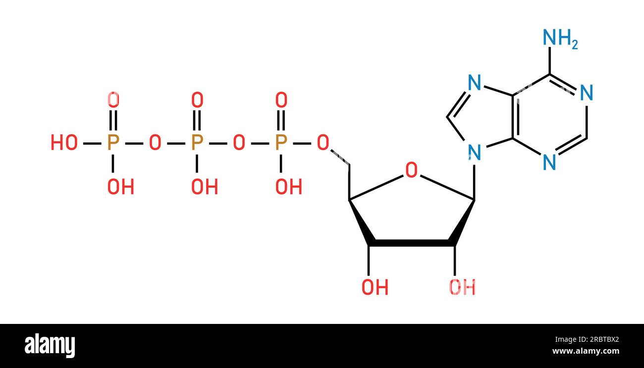 Chemische Struktur des Adenosintriphosphats (ATP) (C10H16N5O13P3) Adeninribose und drei Phosphatgruppen. Chemische Ressourcen für Lehrer und Stu Stock Vektor