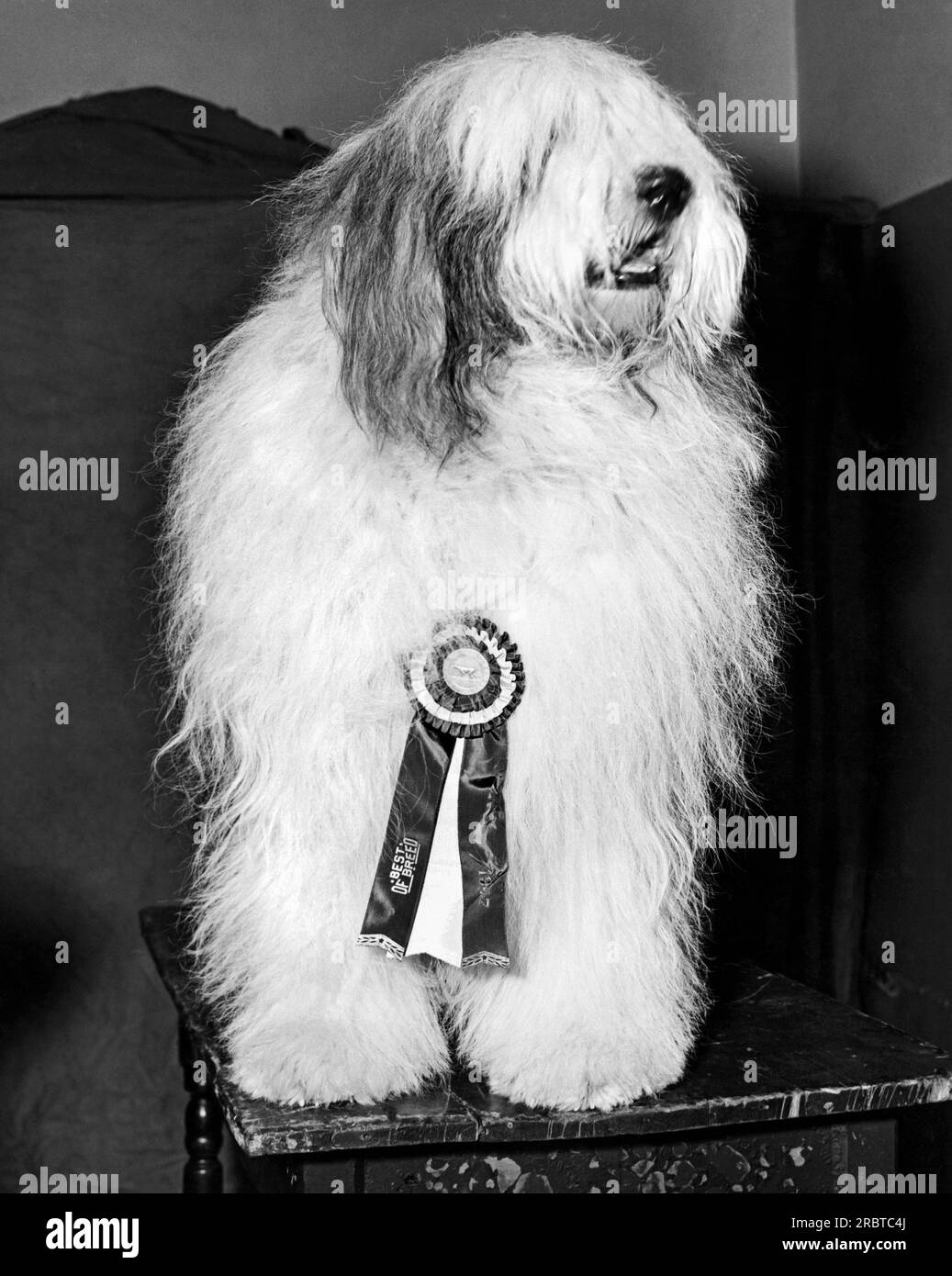 New York, New York: Februar 1947. Der Gewinner des „Best of Breed“ im Old English Schäferhund-Kurs beim Westminster Kennel Club Event im Madison Square Garden. Stockfoto