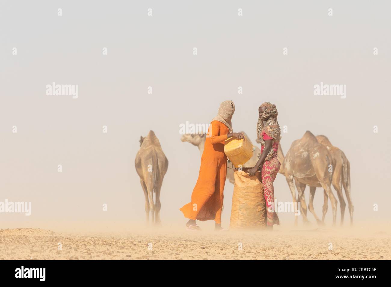 Inmitten eines wirbelnden Staubsturms in der Sahara sammeln tschadische Frauen, lebhaft in ihrer traditionellen Kleidung, beharrlich Kamelmist. Stockfoto