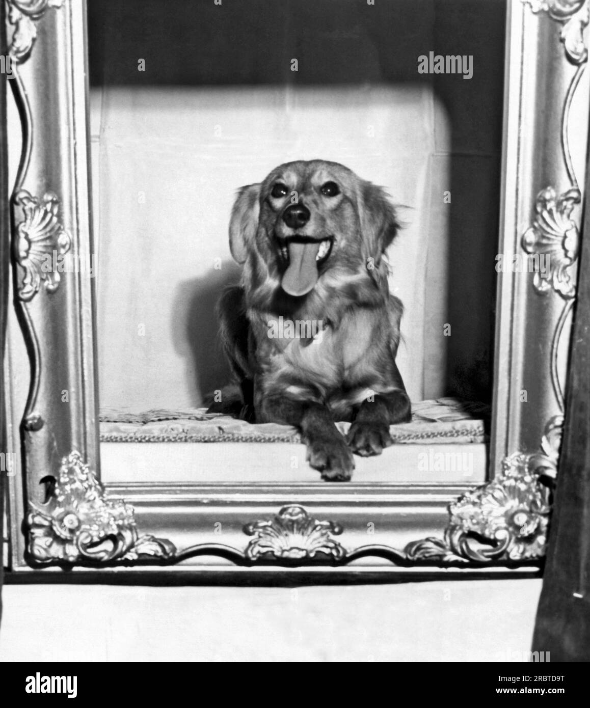 San Francisco, Kalifornien: 1946. Ein Saluki bei der Golden Gate Kennel Club Show. Die Rasse ist die des traditionellen ägyptischen „Heiligen Hundes“, der in der Vergangenheit nach dem Tod mumifiziert wurde. Stockfoto