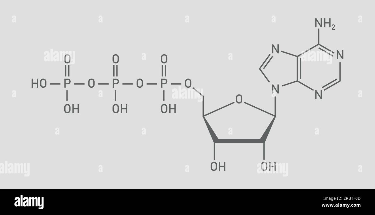 Chemische Struktur des Adenosintriphosphats (ATP) (C10H16N5O13P3) Adeninribose und drei Phosphatgruppen. Chemische Ressourcen für Lehrer und Stu Stock Vektor