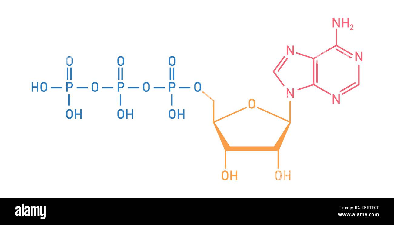 Chemische Struktur des Adenosintriphosphats (ATP) (C10H16N5O13P3) Adeninribose und drei Phosphatgruppen. Chemische Ressourcen für Lehrer und Stu Stock Vektor