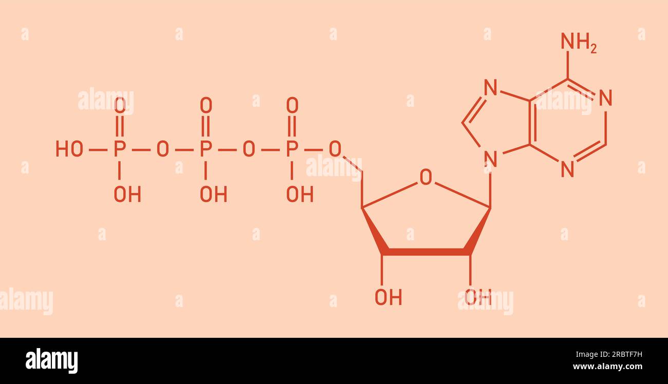 Chemische Struktur des Adenosintriphosphats (ATP) (C10H16N5O13P3) Adeninribose und drei Phosphatgruppen. Chemische Ressourcen für Lehrer und Stu Stock Vektor