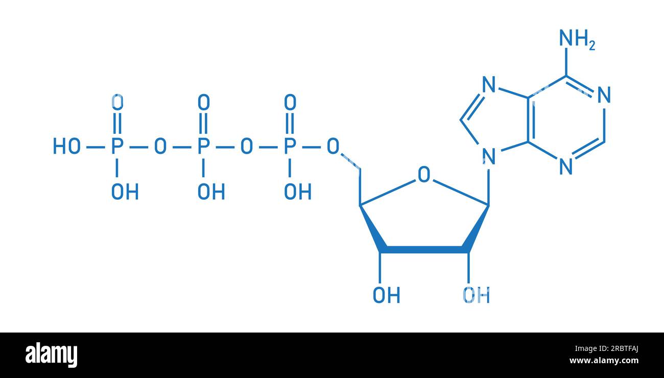 Chemische Struktur des Adenosintriphosphats (ATP) (C10H16N5O13P3) Adeninribose und drei Phosphatgruppen. Chemische Ressourcen für Lehrer und Stu Stock Vektor