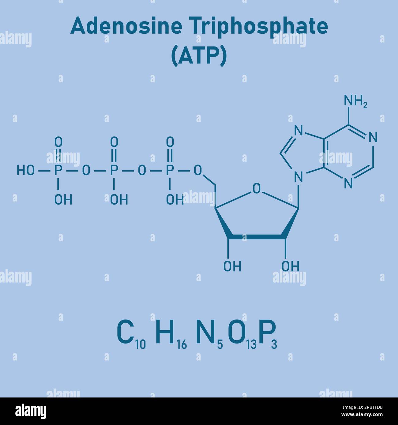 Chemische Struktur des Adenosintriphosphats (ATP) (C10H16N5O13P3) Adeninribose und drei Phosphatgruppen. Chemische Ressourcen für Lehrer und Stu Stock Vektor