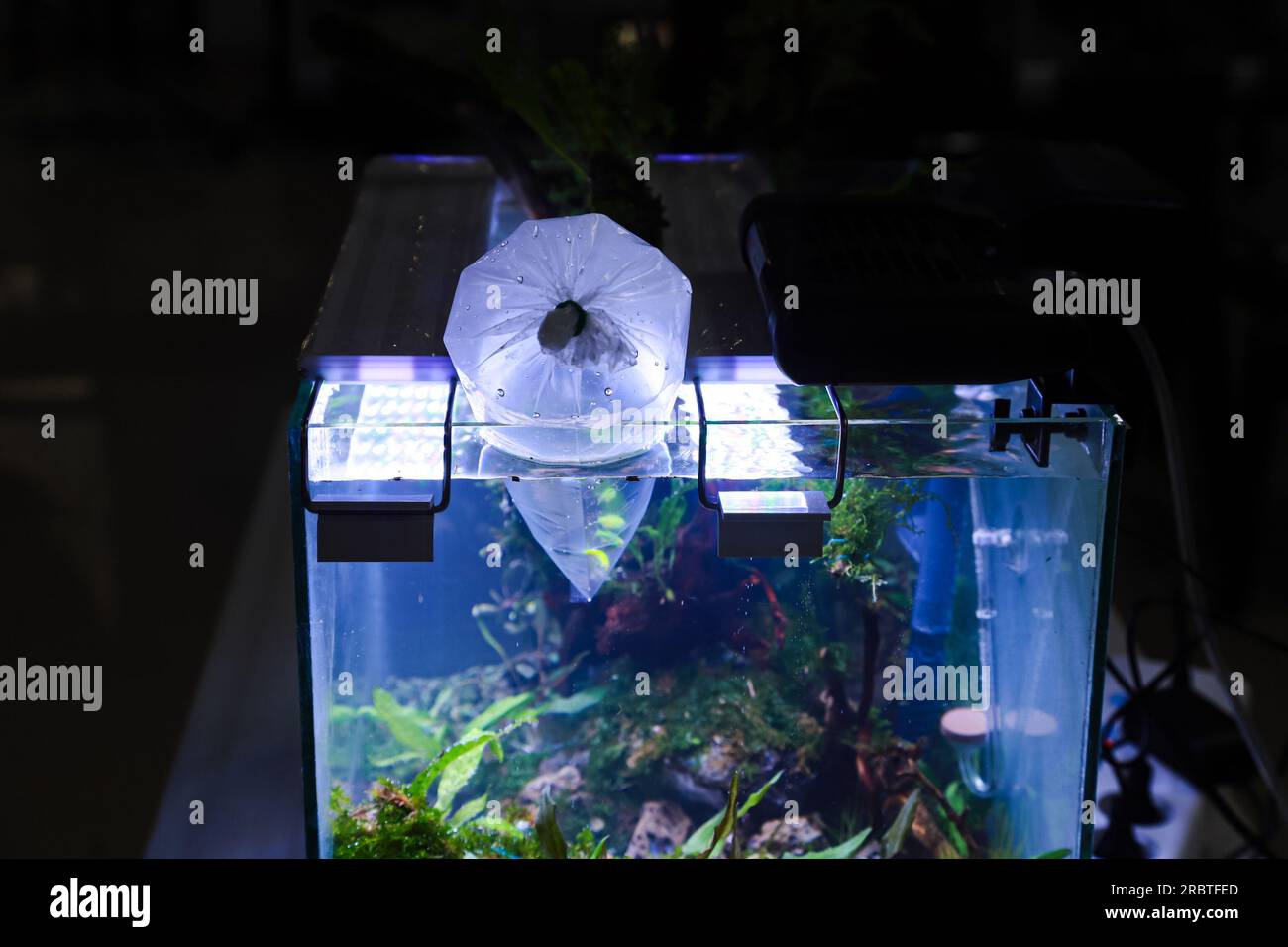 Mehrere kleine Fische wie Neonfische und Tetras durchlaufen einen Anpassungsprozess, bevor sie in den Aquascape-Teich freigesetzt werden Stockfoto