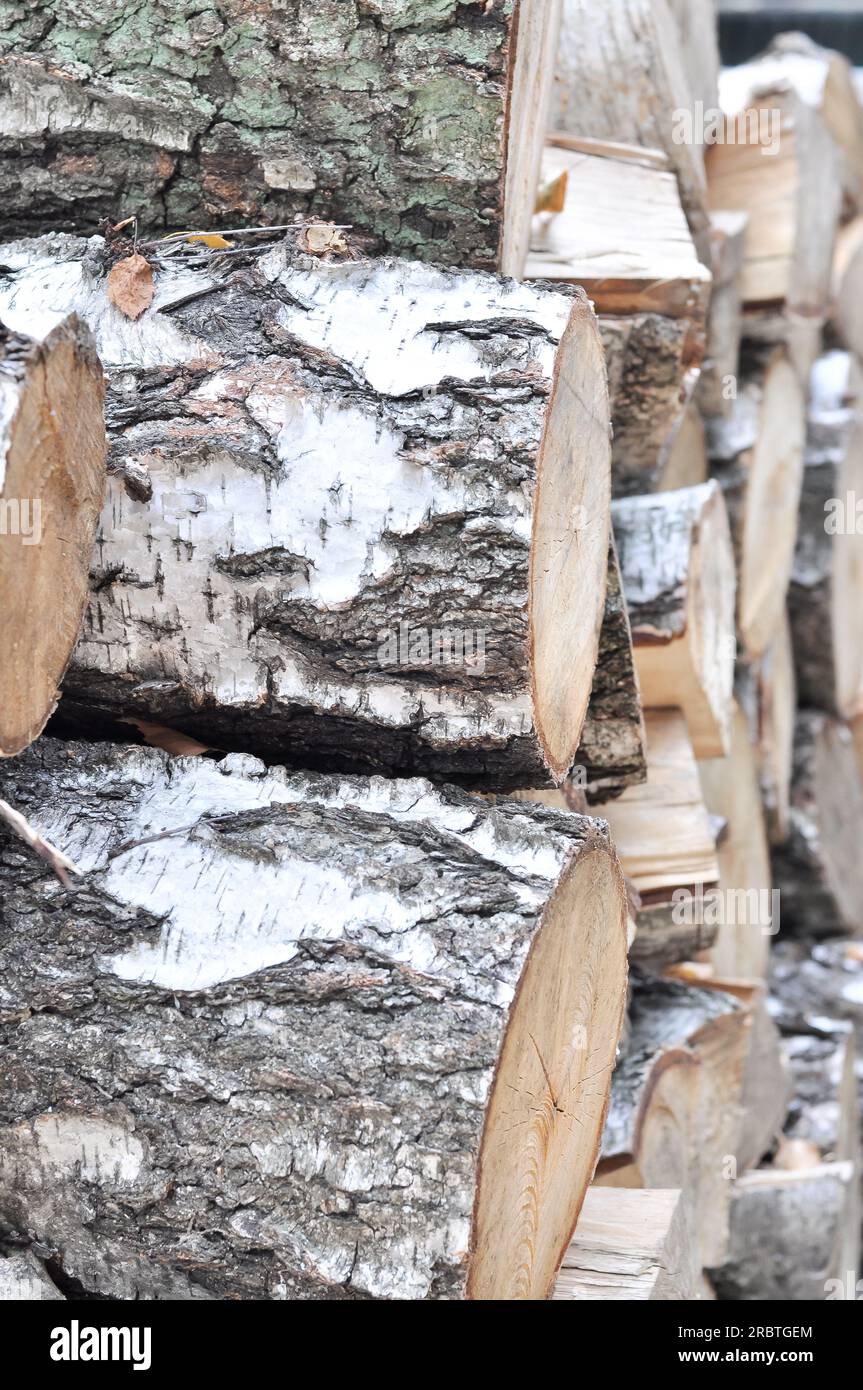 Silberbirkenholz, Silberbirken-(Holz-)betula-Ast, weiße schwarze rissige Oberfläche, gehackter Birkenbaum, Holzstamm, Stockfoto