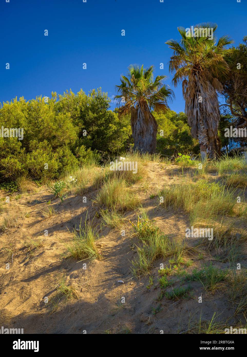 Detail der Vegetation neben dem Küstenpfad von Salou an der Küste der Costa Daurada (Tarragona, Katalonien, Spanien) ESP: Detalle de vegetación en Salou Stockfoto