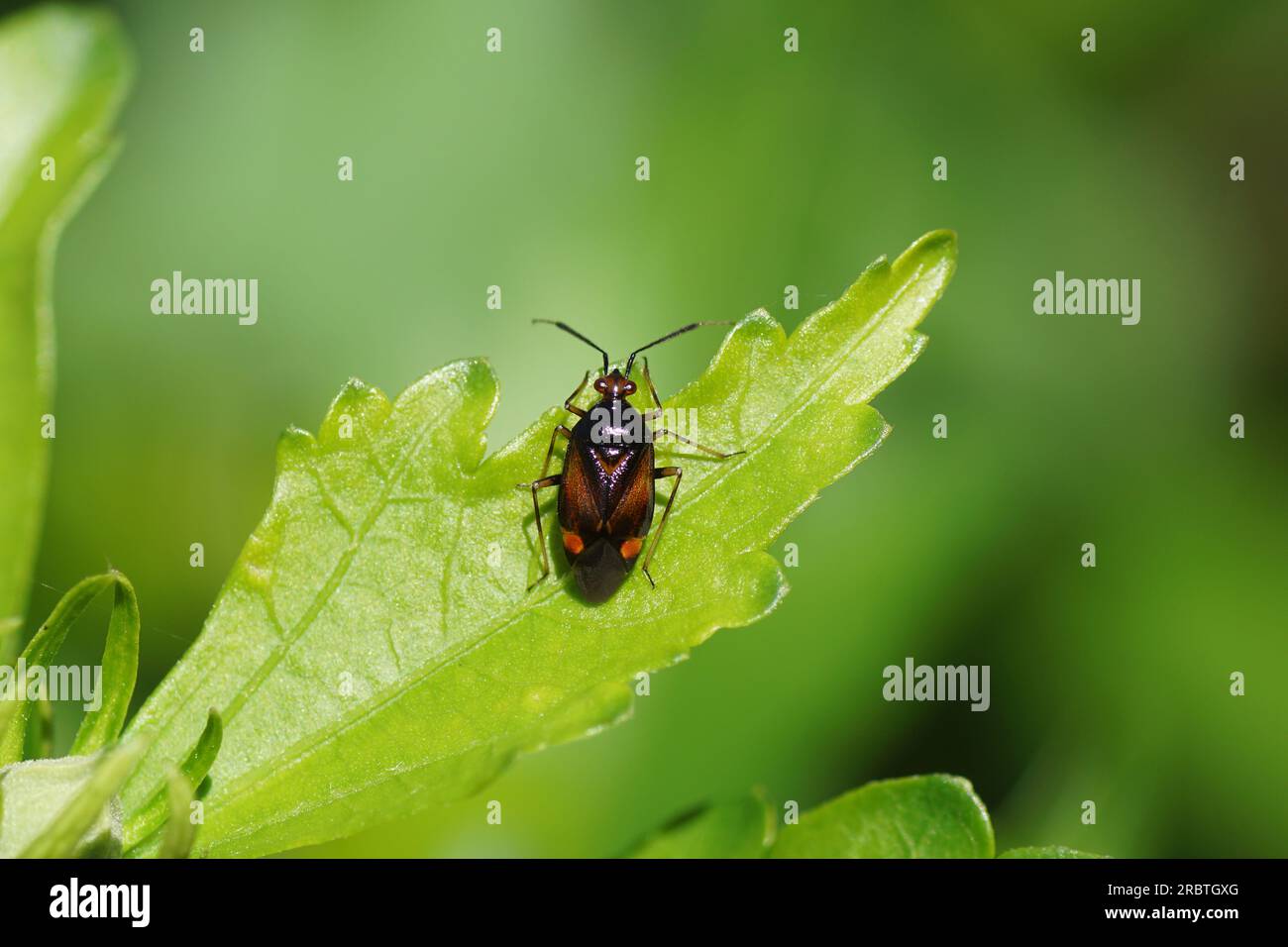 Nahaufnahme der Rotfleckenkäfer (Deraeocoris ruber). Stamm Deraeocorini. Unterfamilie Deraeocorinae. Familienpflanzenkäfer, Miridae. Auf einem Blatt. Juli, Sommer. Stockfoto