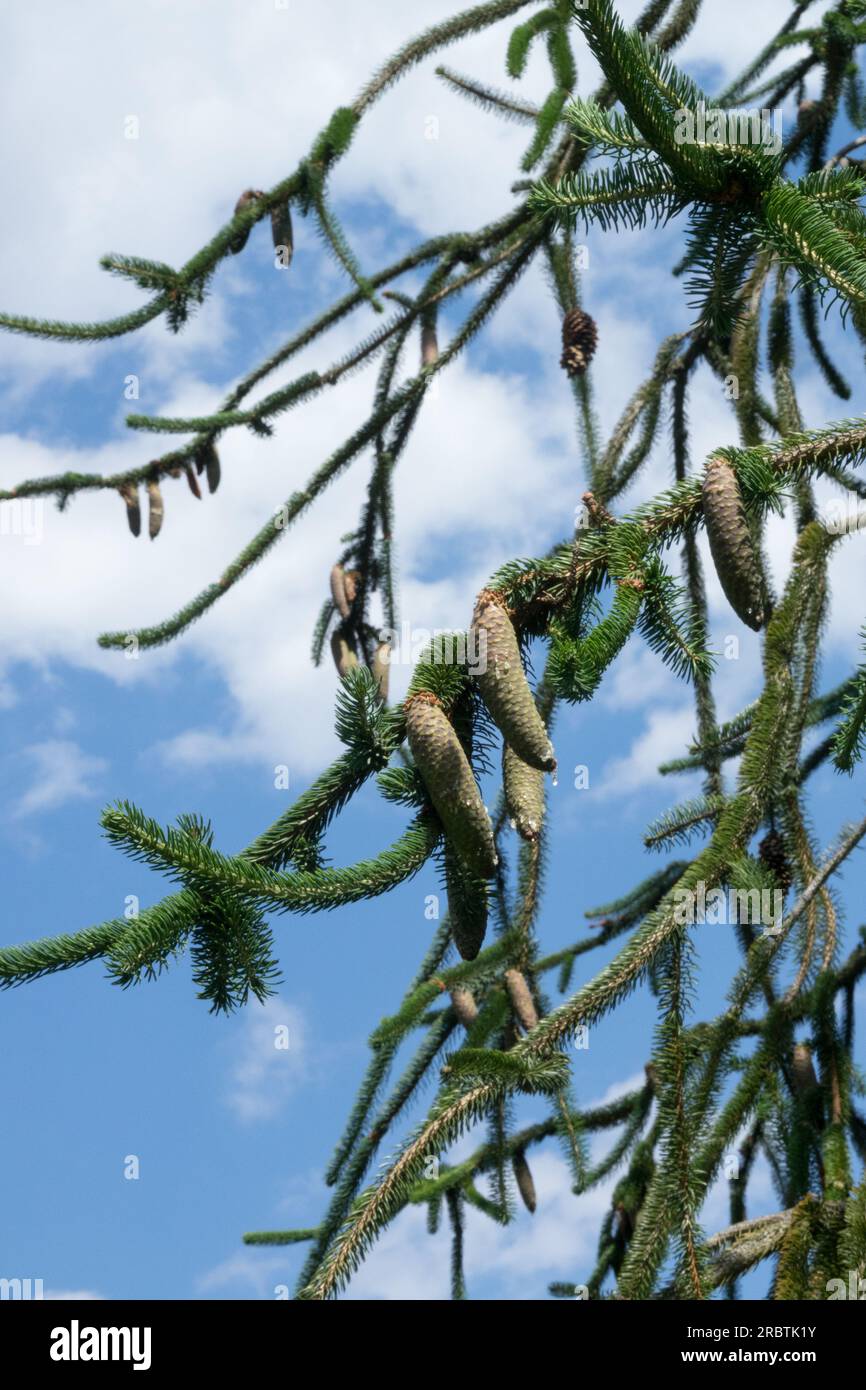 Kaiserfichte, Picea abies 'Virgata', Schlangenfichte, Baum Stockfoto