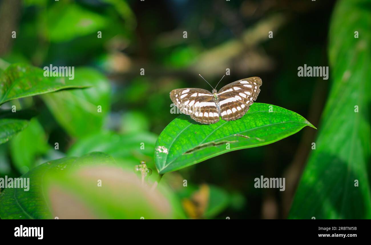 Seefahrer-Schmetterling, der auf einem schwarzen Pfefferblatt ruht. Stockfoto