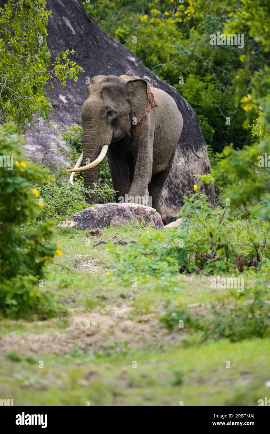 Majestätischer asiatischer Elefant mit langen Stoßzähnen in der Nähe eines Felsens im Yala-Nationalpark. Wunderschönes Porträtfoto eines wilden Elefanten. Stockfoto