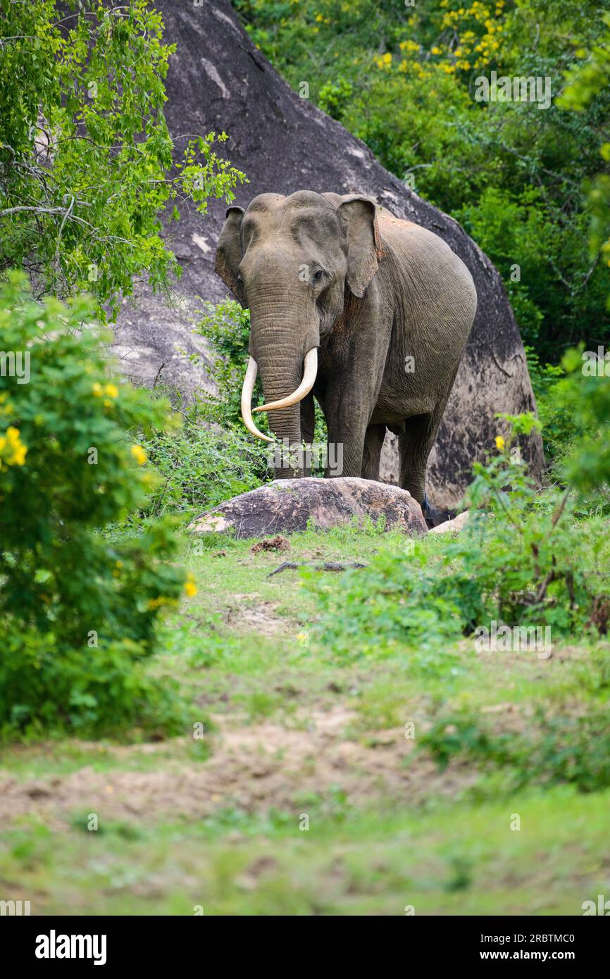 Majestätischer asiatischer Elefant, der frei im Yala-Nationalpark umherstreift, Foto eines srilankischen Elefanten. Stockfoto