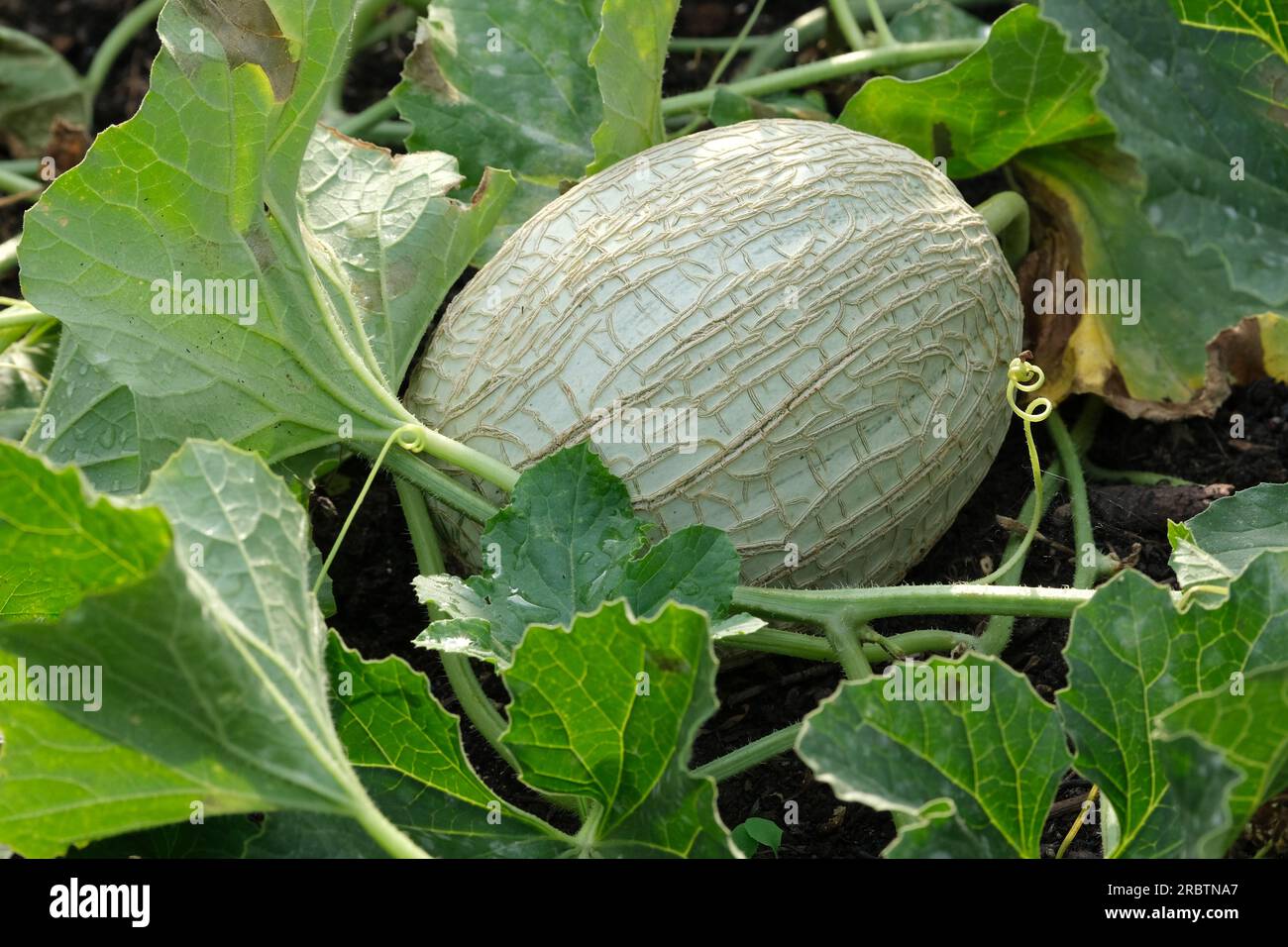 Cucumis melo Emir, Melone Emir, reifer Cantaloupe-Melonen-Anbau an der Rebe Stockfoto