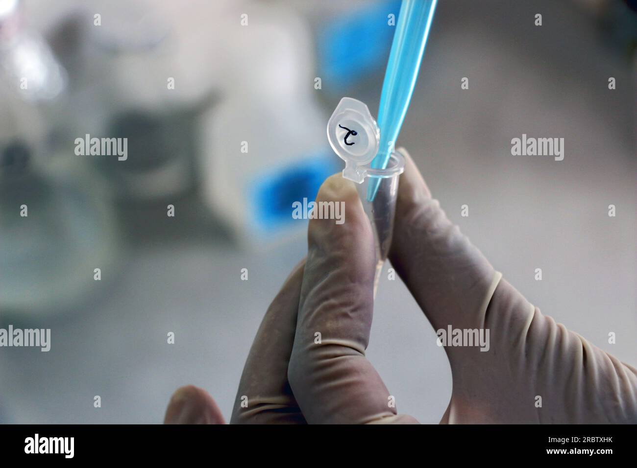 Eine Person sammelt eine Probe von White Spot Virus infizierten Garnelen Stockfoto