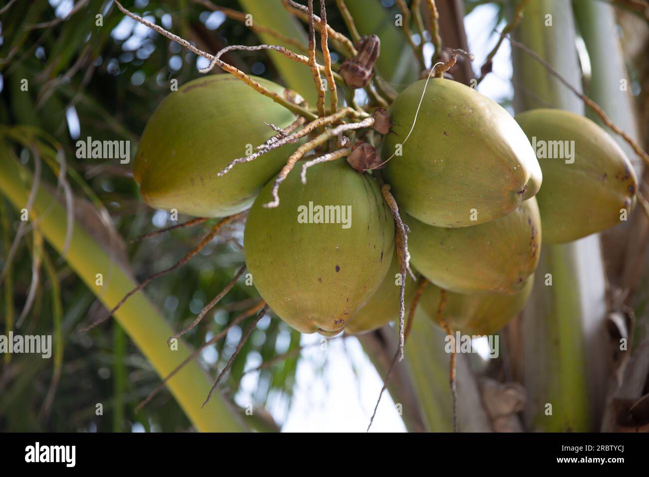 Kokosnüsse in einem Baum an einem sonnigen Tag Stockfoto