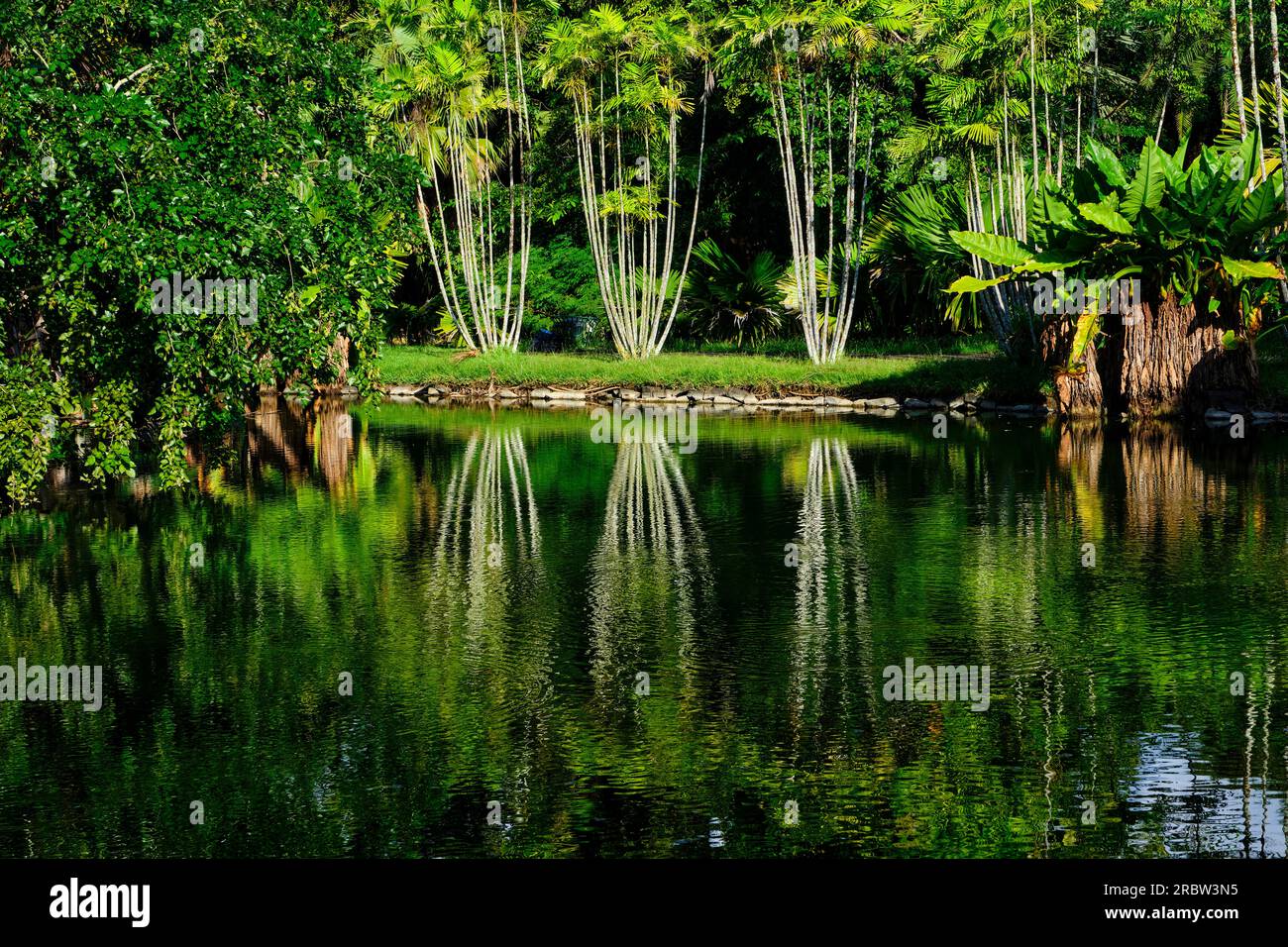 Ile Maurice, District de Pamplemousses, Pamplemousses, le jardin botanique Sir Seewoosagur Ramgoolam // Mauritius, Pamplemousses District, Pamplemouss Stockfoto