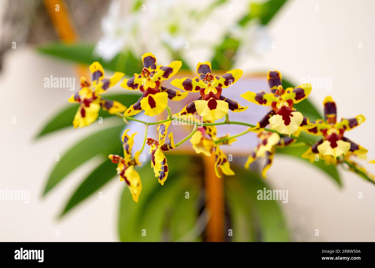 Rossioglossum-Blumen-Nahaufnahme Stockfoto