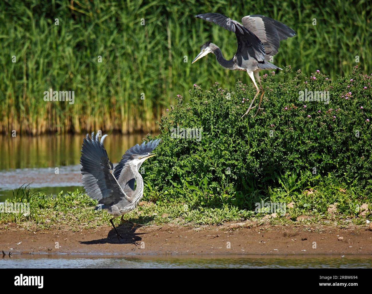 Einer von ihnen versucht, den anderen zu verschrecken. Blacktoft Sands Nature Reserve, Yorkshire, England: KOMISCHE Bilder von zwei Yorkshire Reihern, die kämpfen und Stockfoto