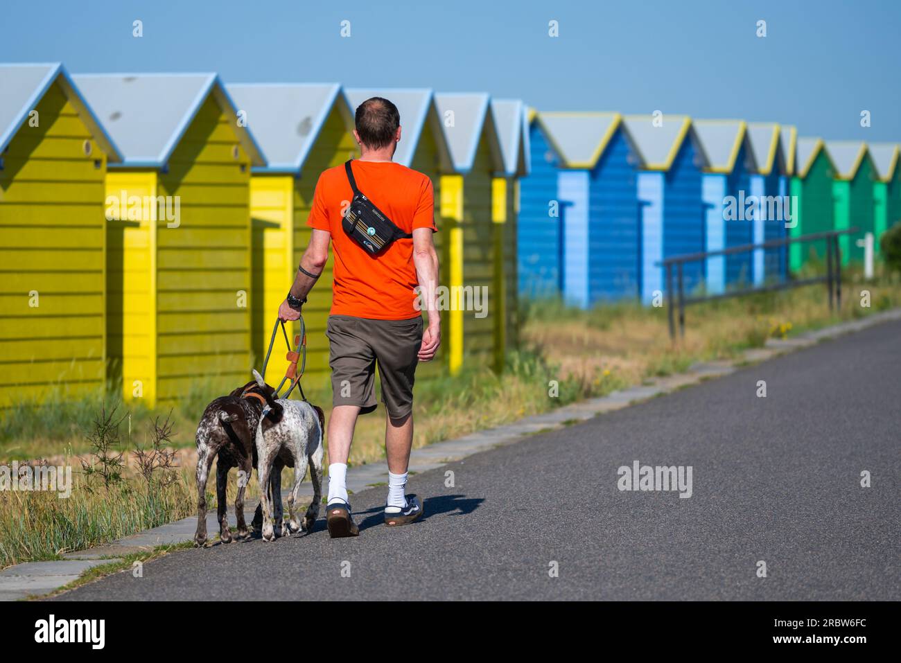 Mann in Shorts spaziert 2 Hunde entlang der Strandpromenade an Strandhütten in Summer, Großbritannien. Stockfoto