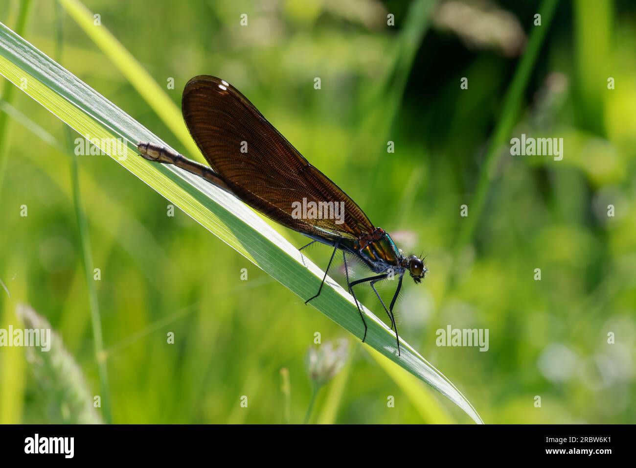 Blauflügel-Prachtlibelle, Prachtlibelle, Blauflügelprachtlibelle, Weibchen, Calopteryx virgo, Bluewing, schöne Demoiselle, demoiselle agrion, weiblich Stockfoto